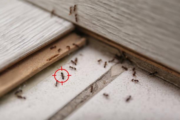 Best Cockroach Control Services  in Spencer, WI